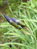 Iris sanguinea