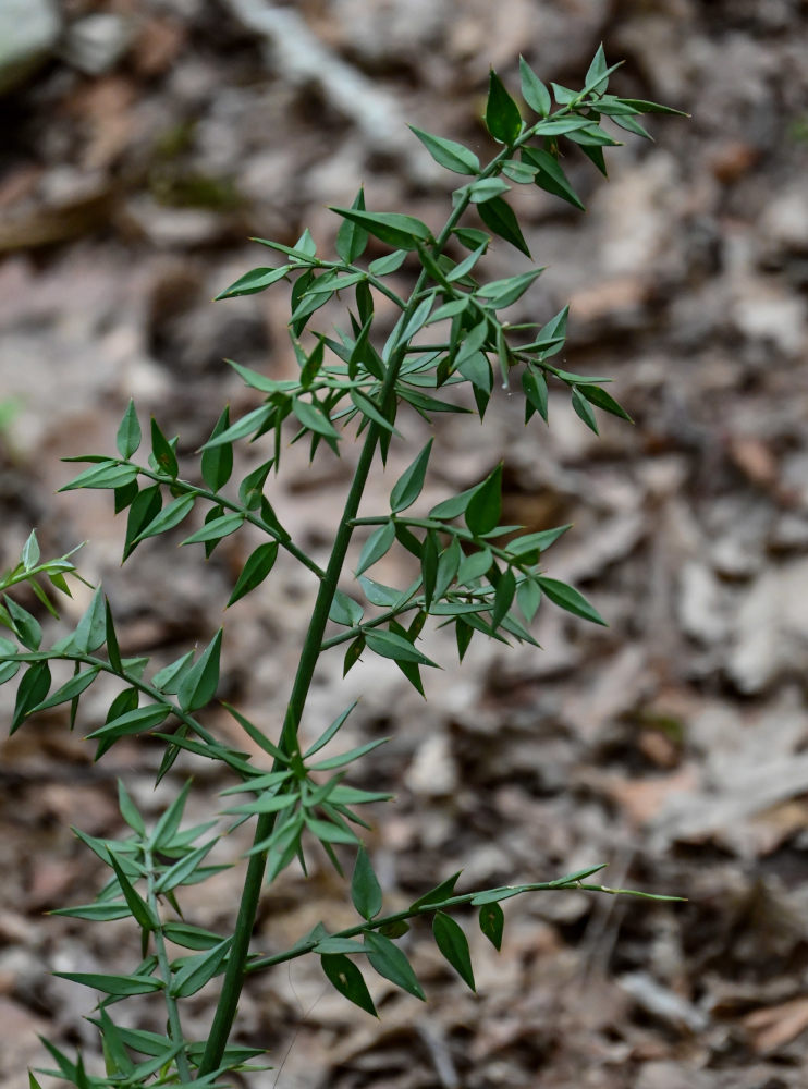 Изображение особи Ruscus aculeatus.