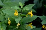 Impatiens noli-tangere