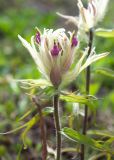 Castilleja pavlovii