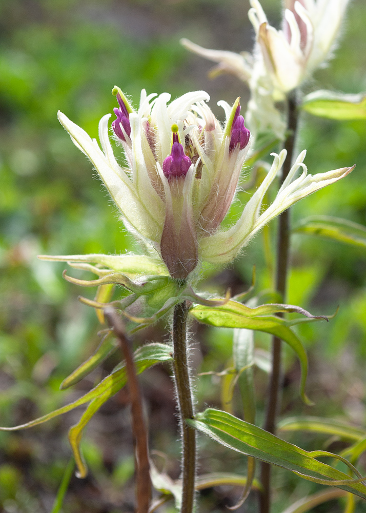 Изображение особи Castilleja pavlovii.