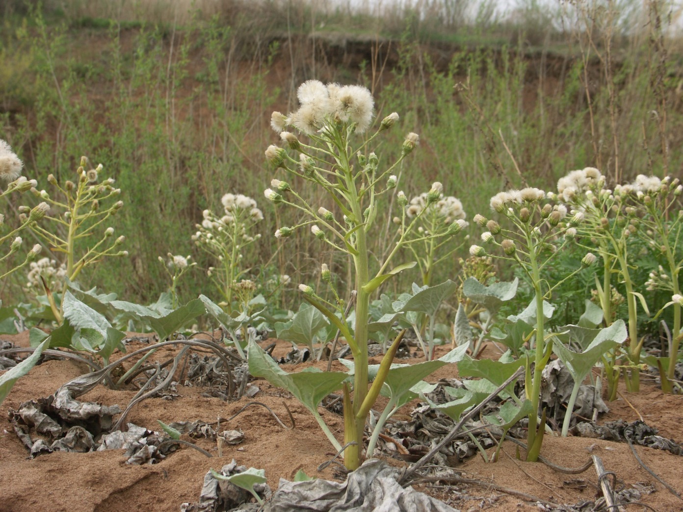Image of Petasites spurius specimen.