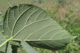 Tilia begoniifolia