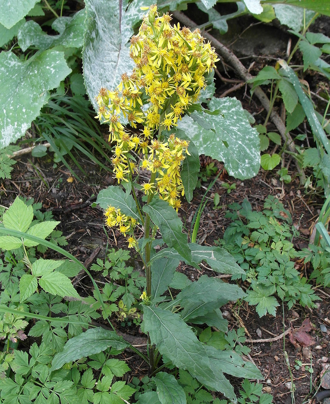 Изображение особи Solidago virgaurea ssp. dahurica.