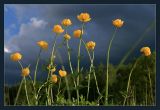 Trollius europaeus