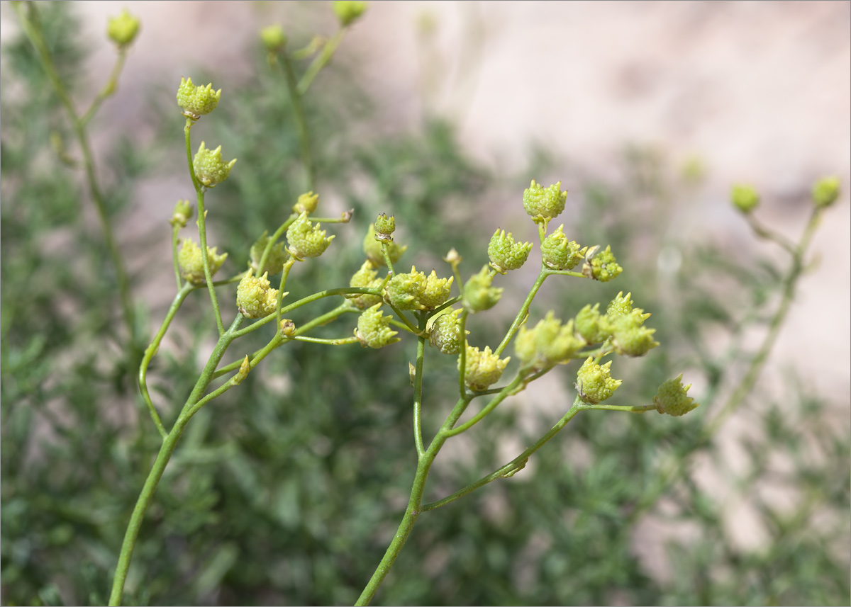 Image of Haplophyllum obtusifolium specimen.