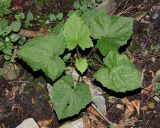 Cicerbita macrophylla. Молодое вегетирующее растение (вид сверху). Краснодарский край, Адлерский р-н, Краснополянский поселковый округ, горнолыжный курорт \"Роза Хутор\", экотропа, широколиственный лес. 10.09.2023.