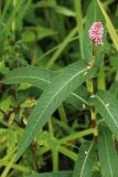 Persicaria amphibia