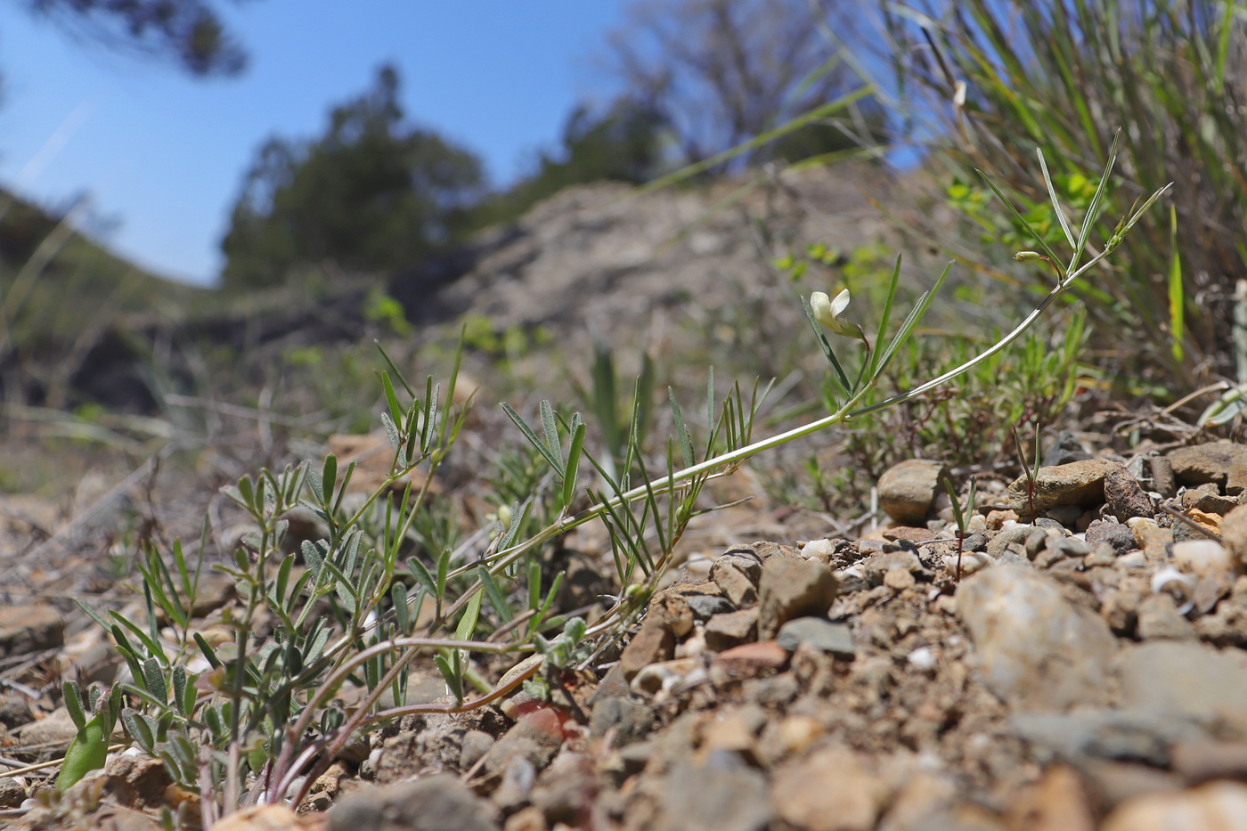 Изображение особи Lathyrus saxatilis.