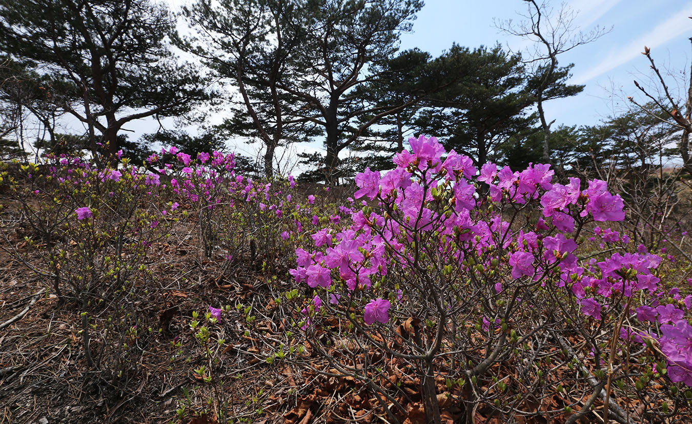 Image of Rhododendron mucronulatum specimen.