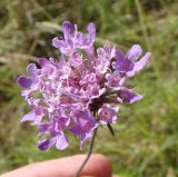 Scabiosa columbaria