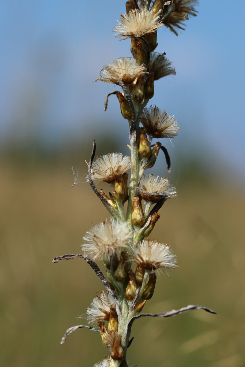 Image of Omalotheca sylvatica specimen.