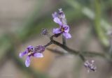 Chorispora tenella