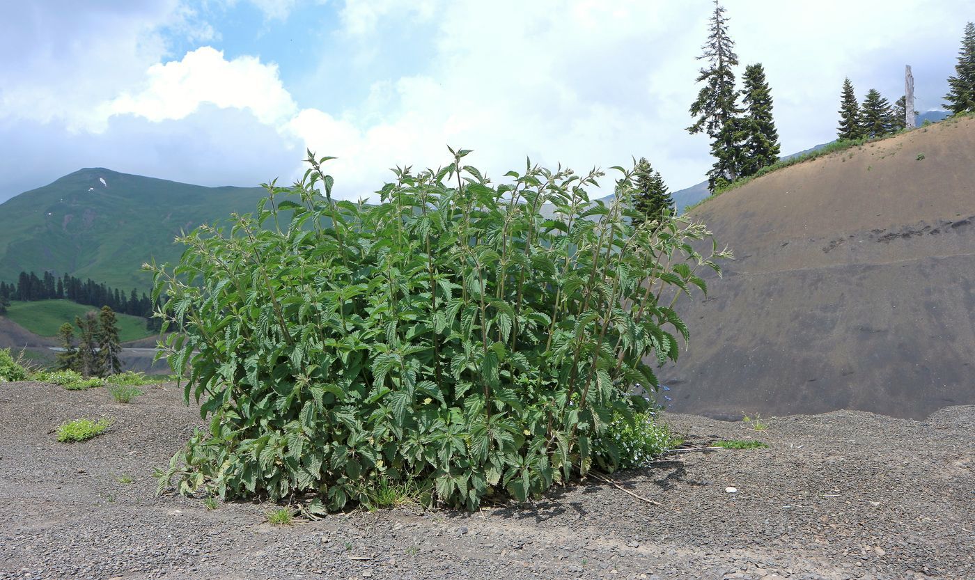 Image of Urtica dioica specimen.