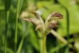 Caltha silvestris. Зреющий плод с сидящим клопом. Приморский край, Шкотовский р-н, окр. с. Новонежино, переувлажнённый луг. 08.06.2025.