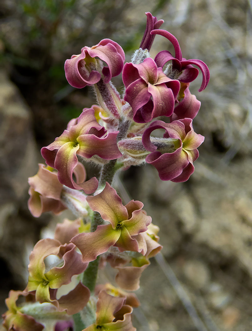Image of Matthiola odoratissima specimen.