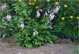 род Hosta