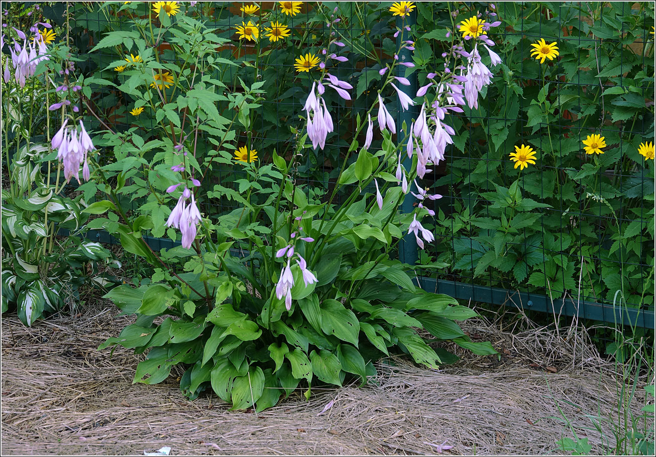 Image of genus Hosta specimen.