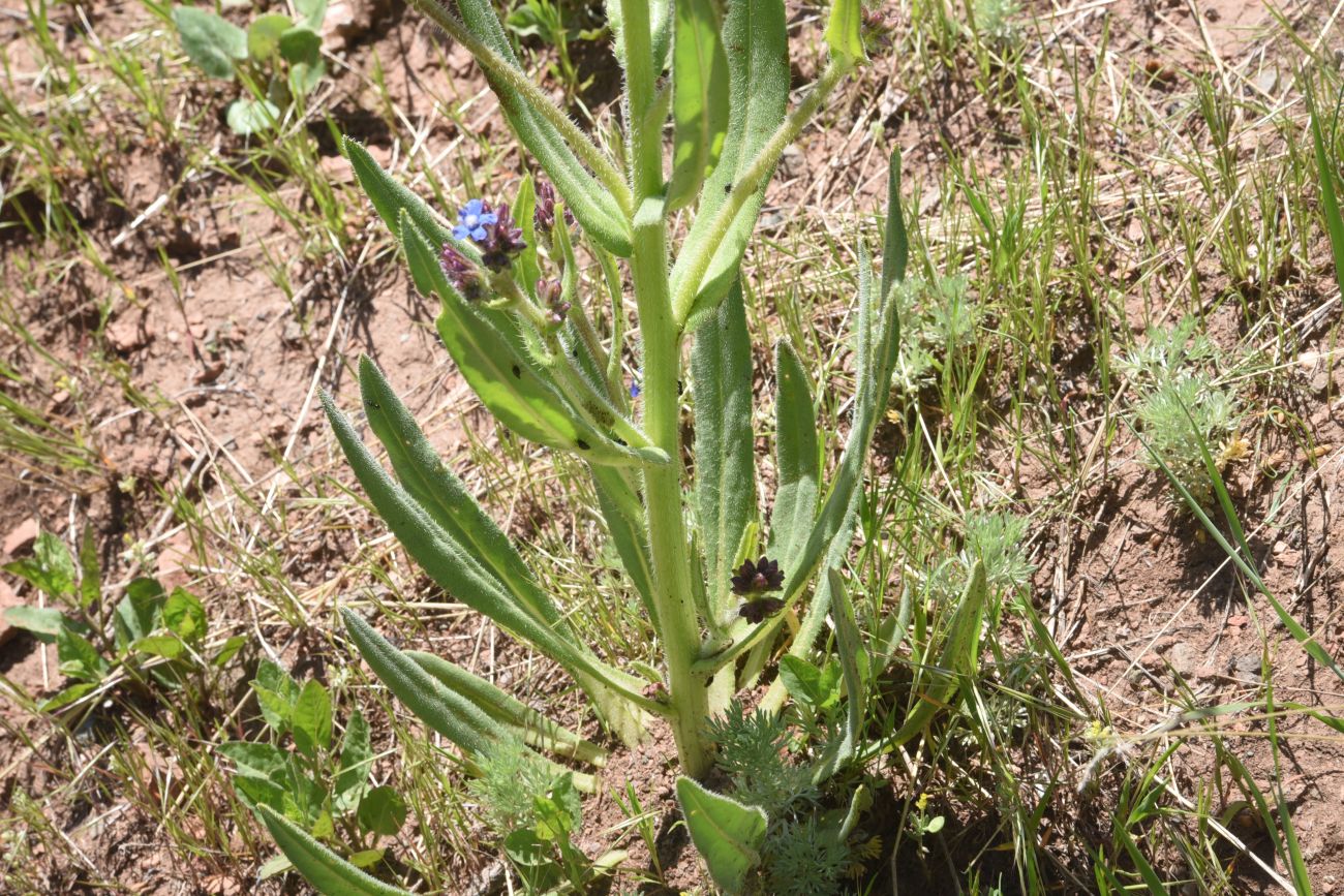 Image of genus Anchusa specimen.