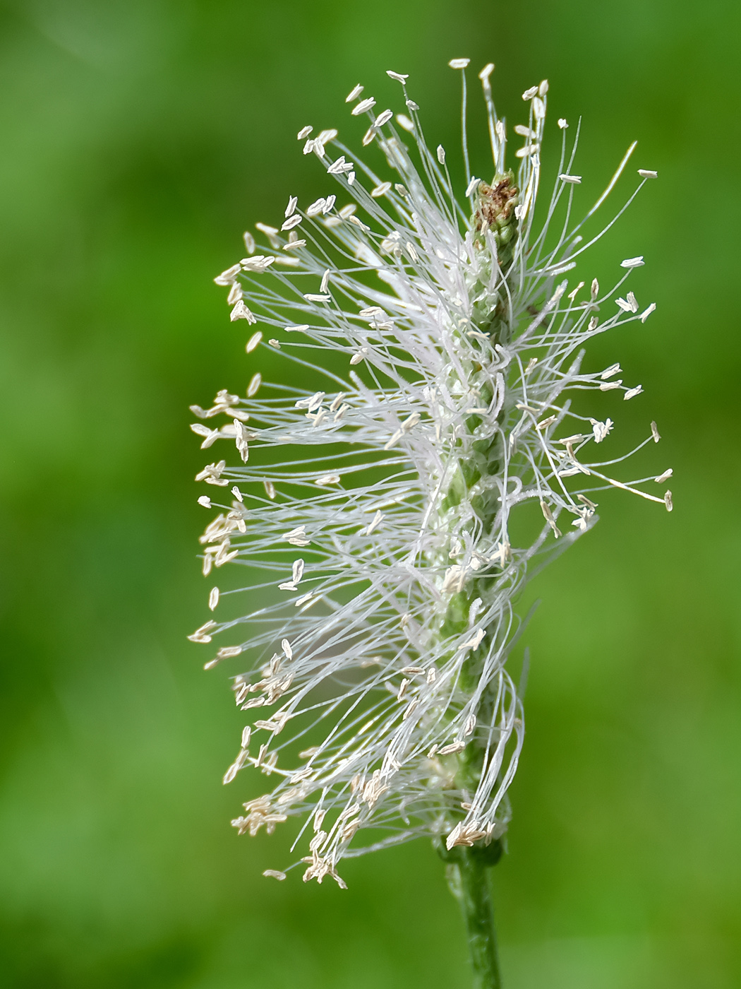 Image of Plantago media specimen.
