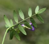 Image of taxon representative. Author is Вера Волкотруб