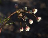 unknown species. Часть соцветия. Турция, ил Битлис, кальдера Немрут, северный берег озера Ылы, луг. 21 мая 2025 г.