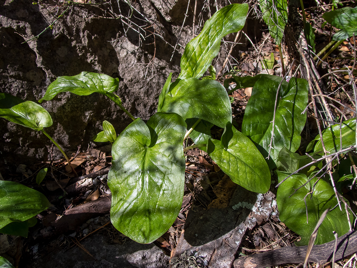 Изображение особи семейство Araceae.
