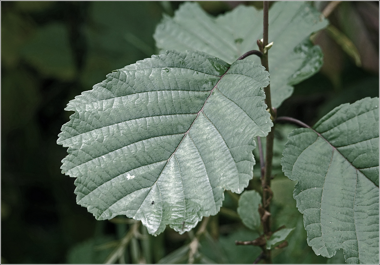 Изображение особи Alnus glutinosa.