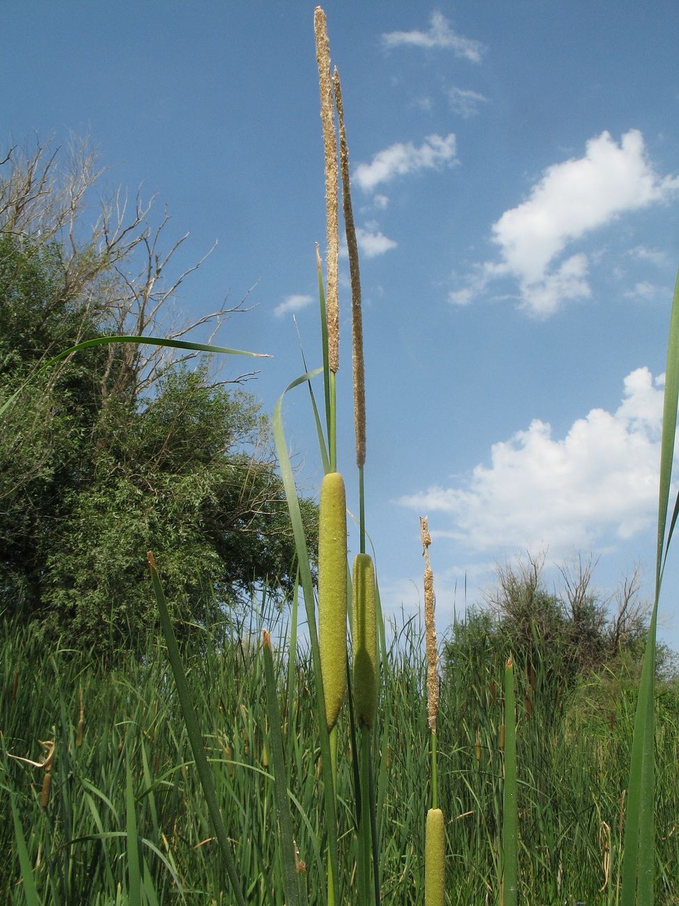 Изображение особи Typha laxmannii.