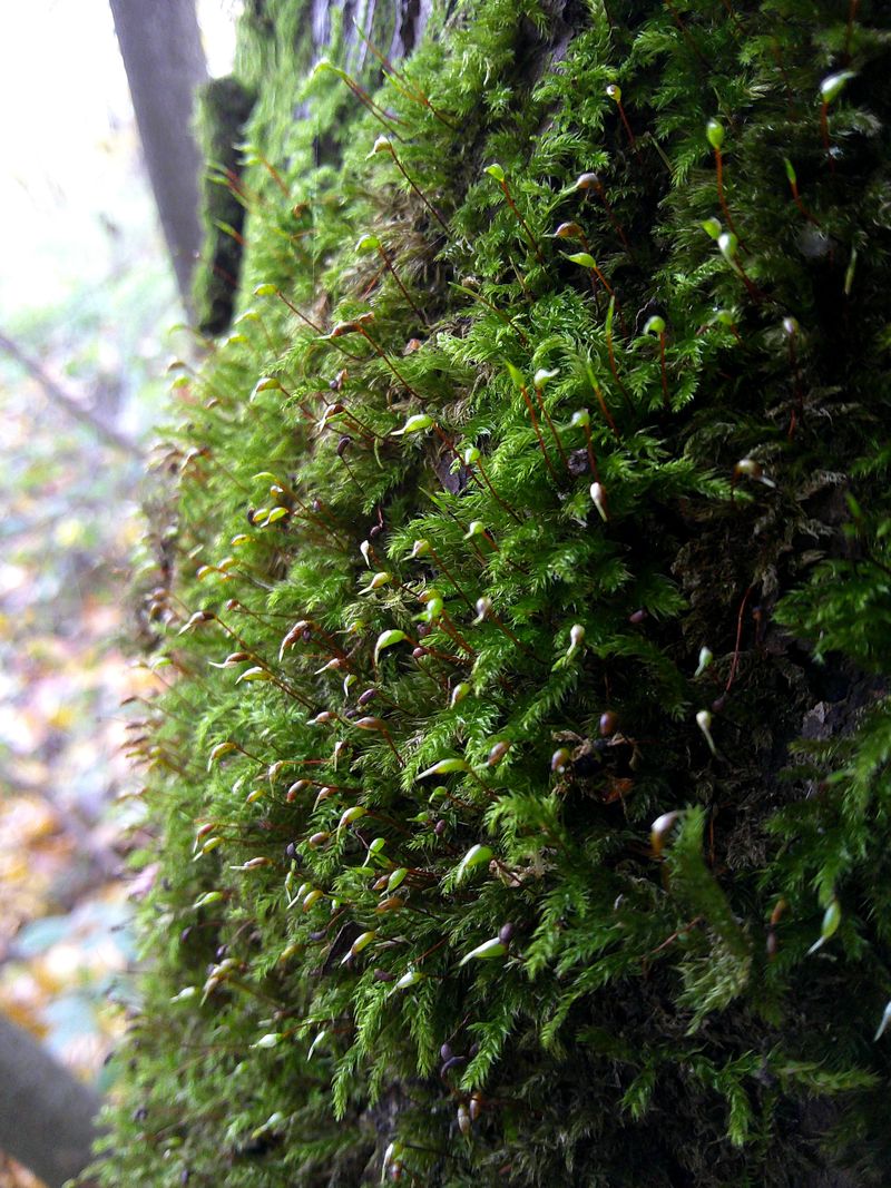 Изображение особи класс Bryopsida.