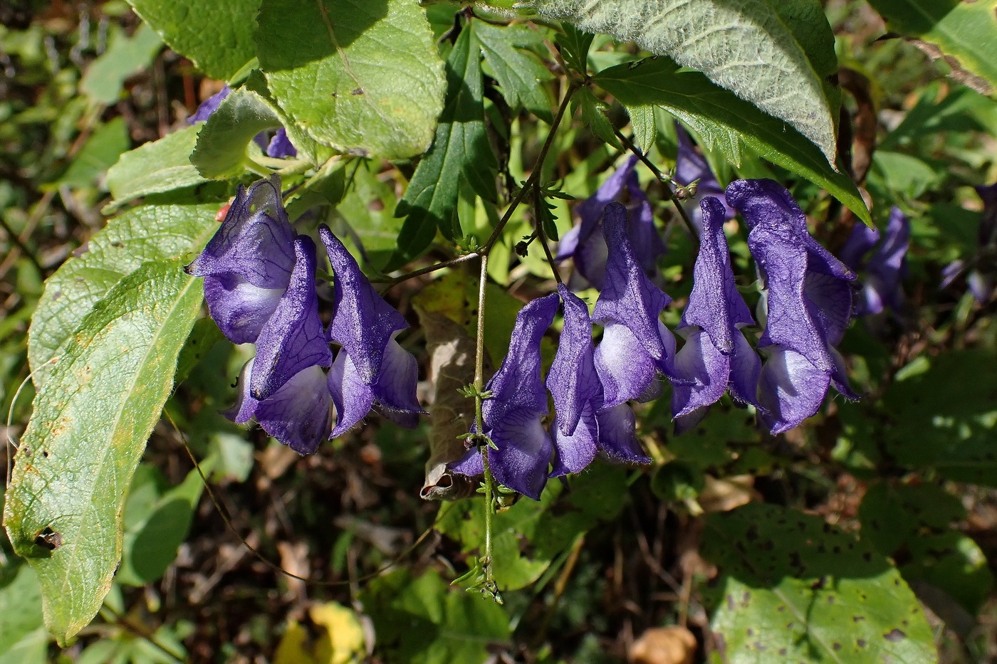 Изображение особи Aconitum consanguineum.