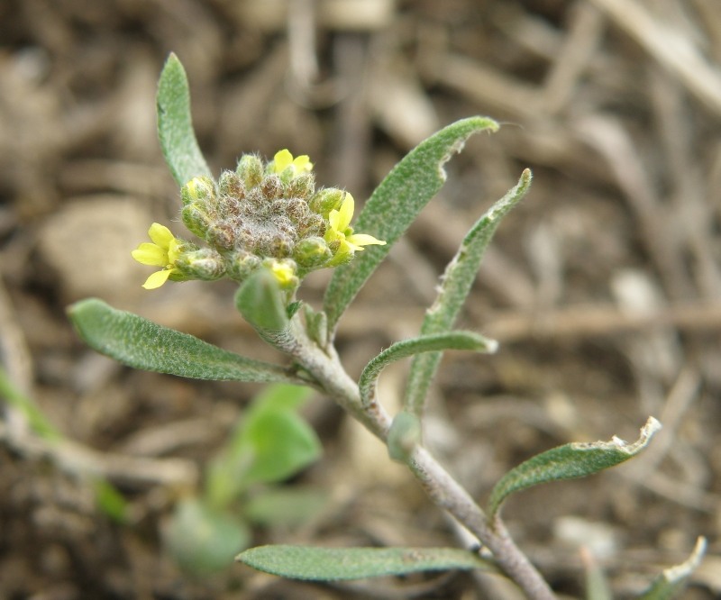 Image of Alyssum turkestanicum var. desertorum specimen.