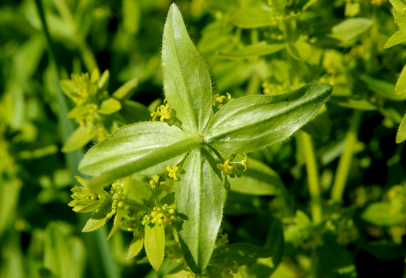 Image of Cruciata laevipes specimen.