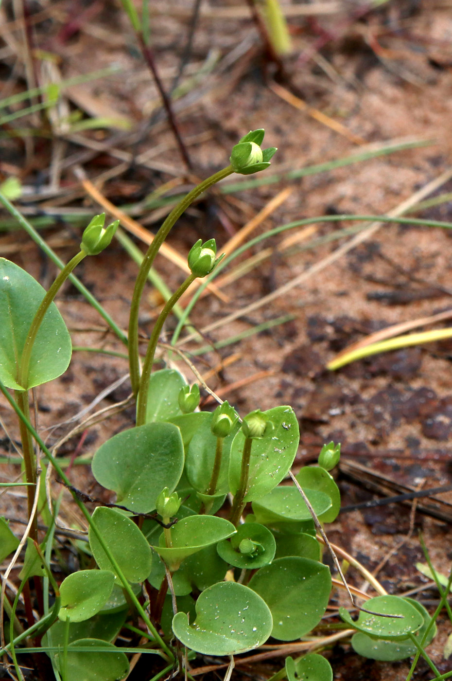 Изображение особи Parnassia palustris.