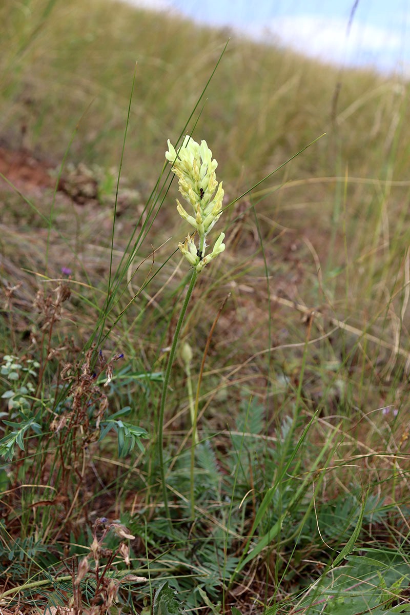Изображение особи Oxytropis hippolyti.