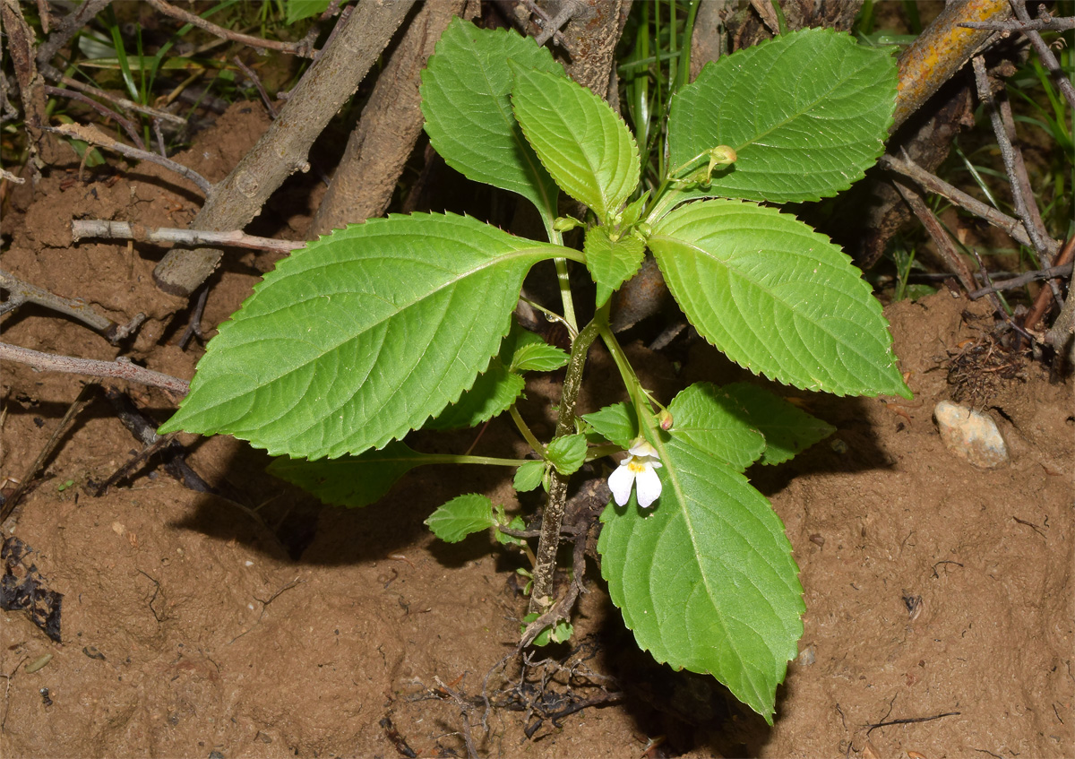 Image of Impatiens parviflora specimen.
