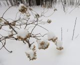 Hydrangea paniculata. Побеги ('Little Lime') с засохшими соцветиями в снегу. Москва, филиал Ботсада МГУ \"Аптекарский огород\", в культуре. 09.01.2026.