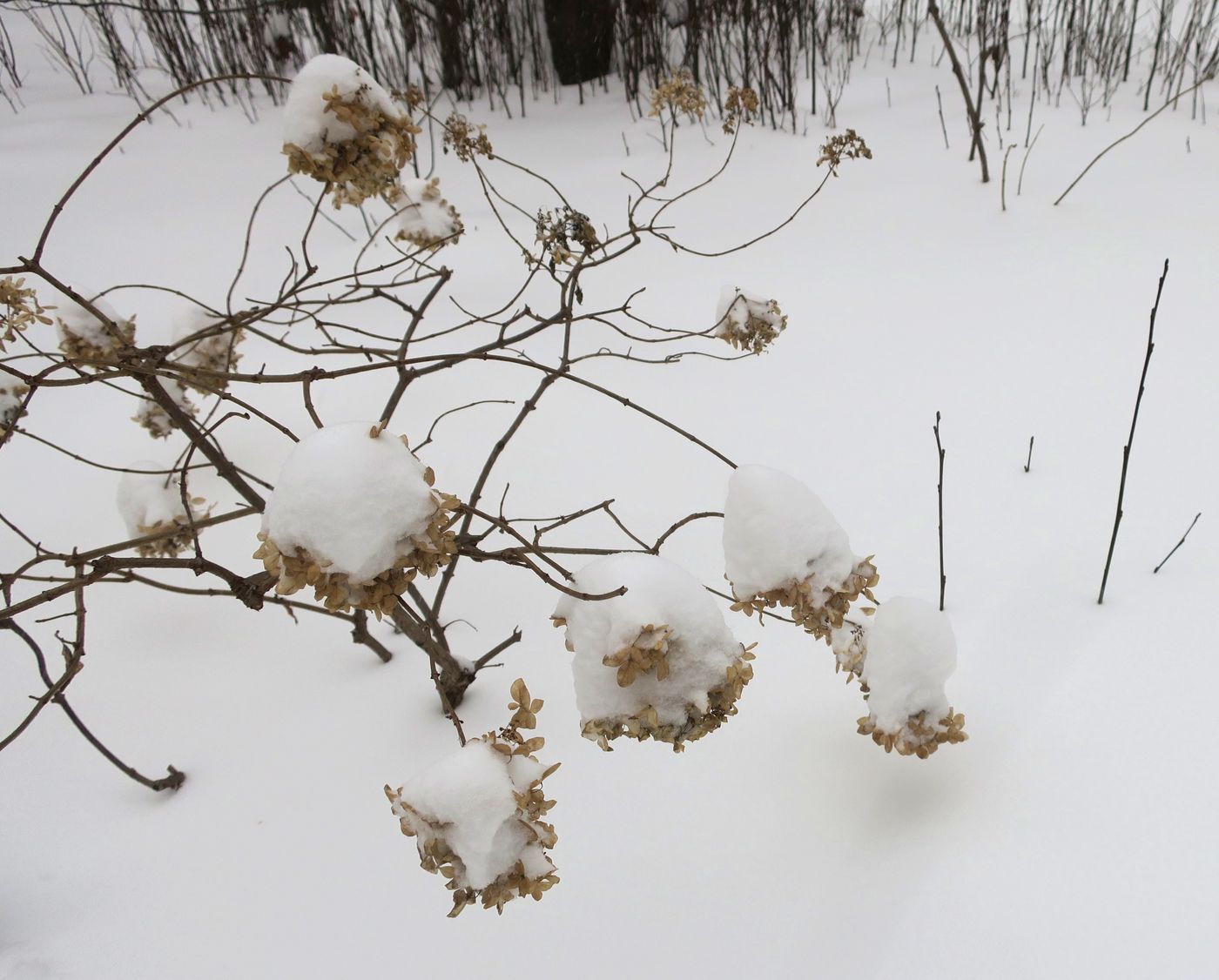Изображение особи Hydrangea paniculata.