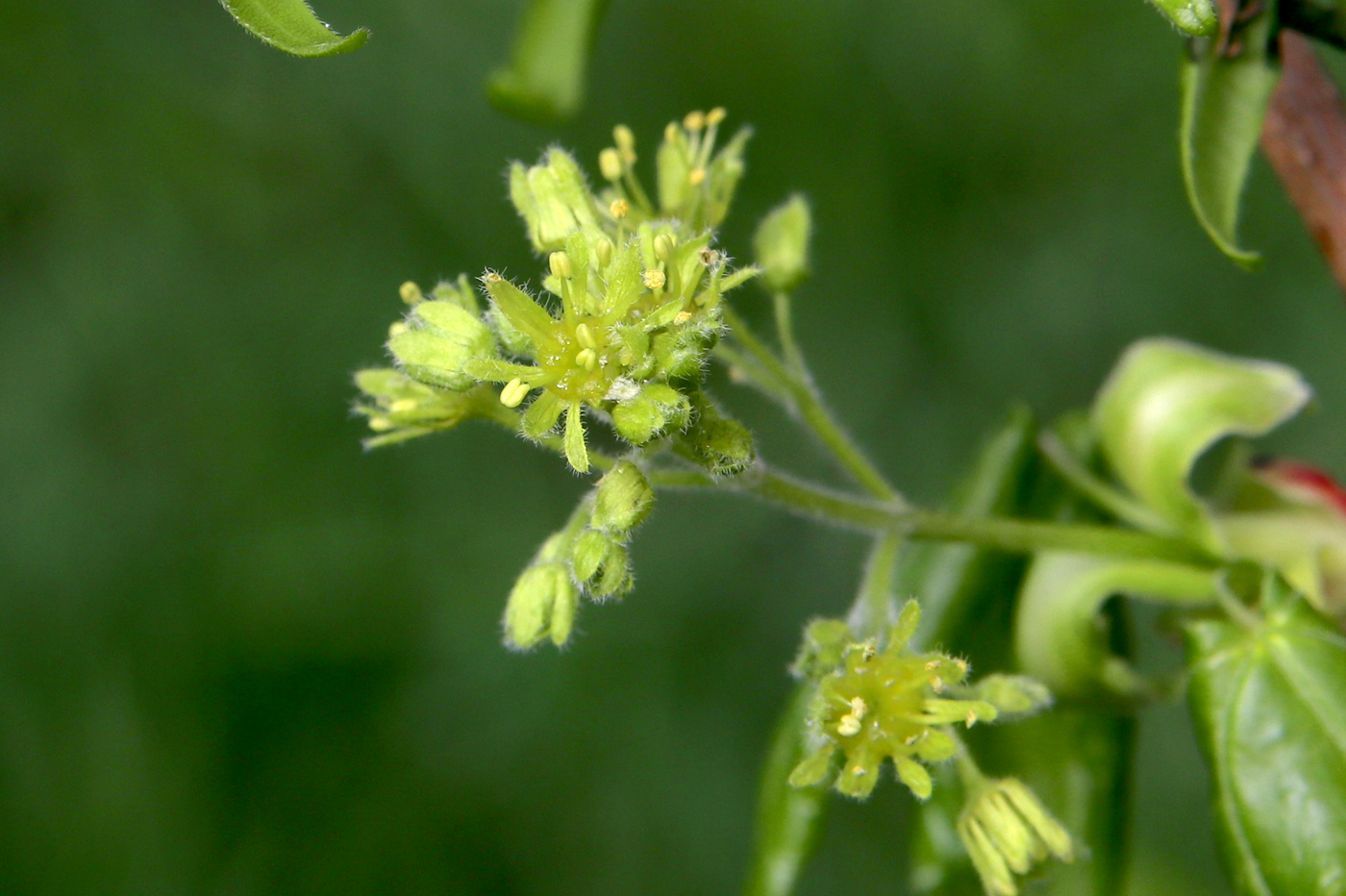 Изображение особи Acer campestre.