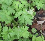 genus Ranunculus. Листья. Республика Адыгея, окр. горы Острах, широколиственный лес. 4 мая 2025 г.