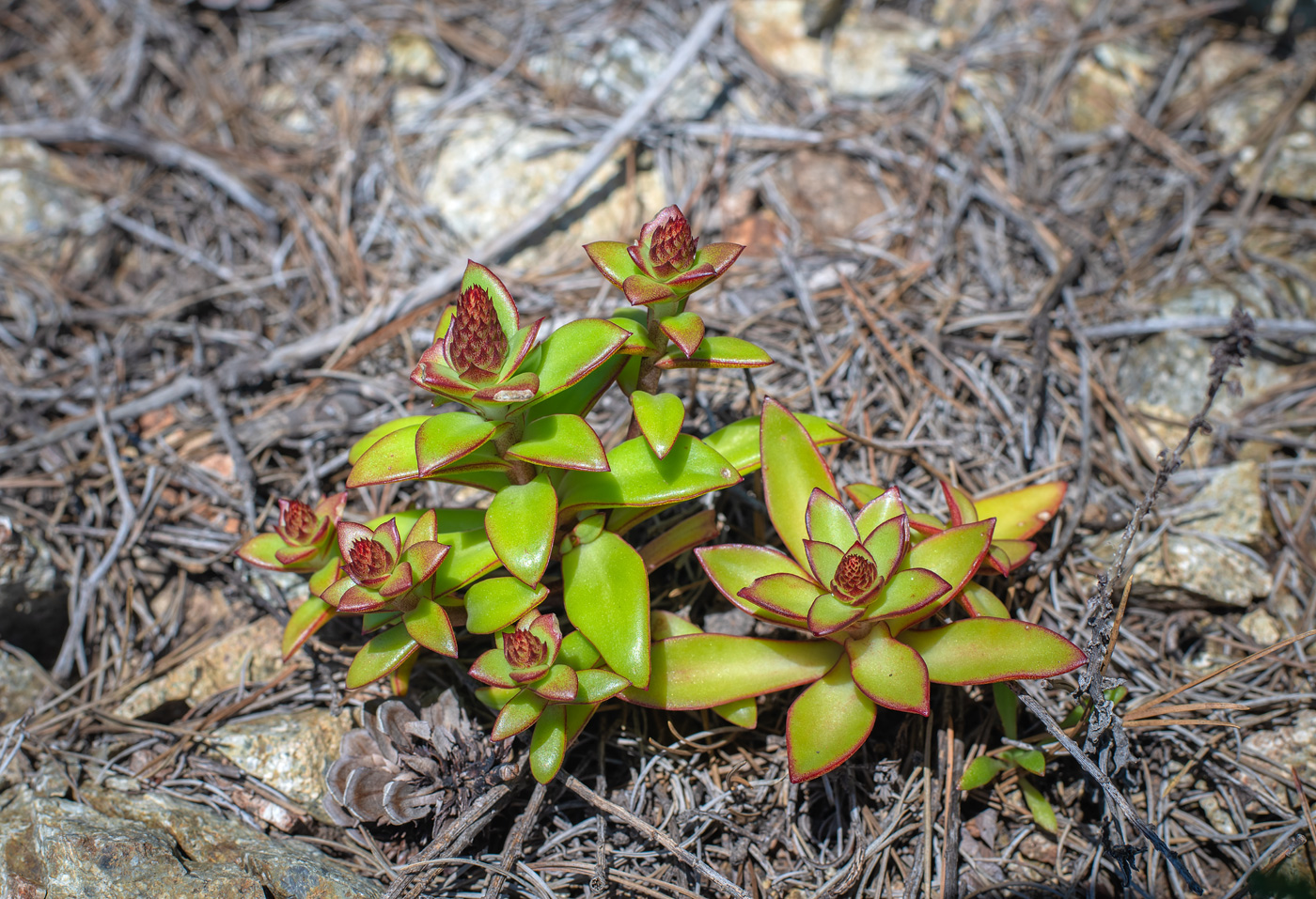 Image of Orostachys malacophylla specimen.