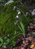 род Galanthus. Цветущее растение. Анталья, национальный парк \"Олимпос-Бейдаглары\", окр. пос. Чиралы, берег Средиземного моря, выход скальных пород в сосновом лесу. 31.12.2025.