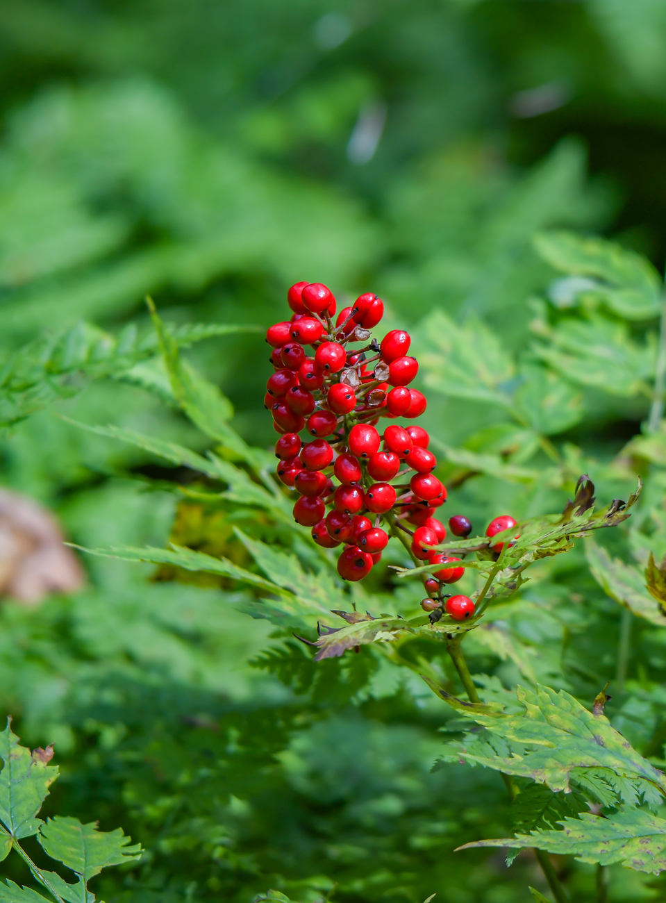 Изображение особи Actaea erythrocarpa.