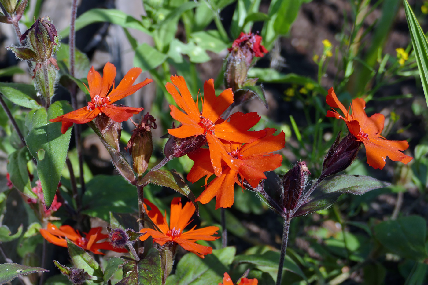 Image of Lychnis chalcedonica specimen.