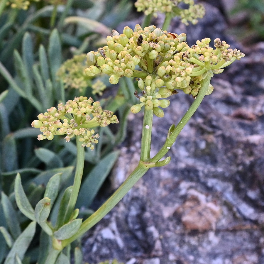 Изображение особи Crithmum maritimum.