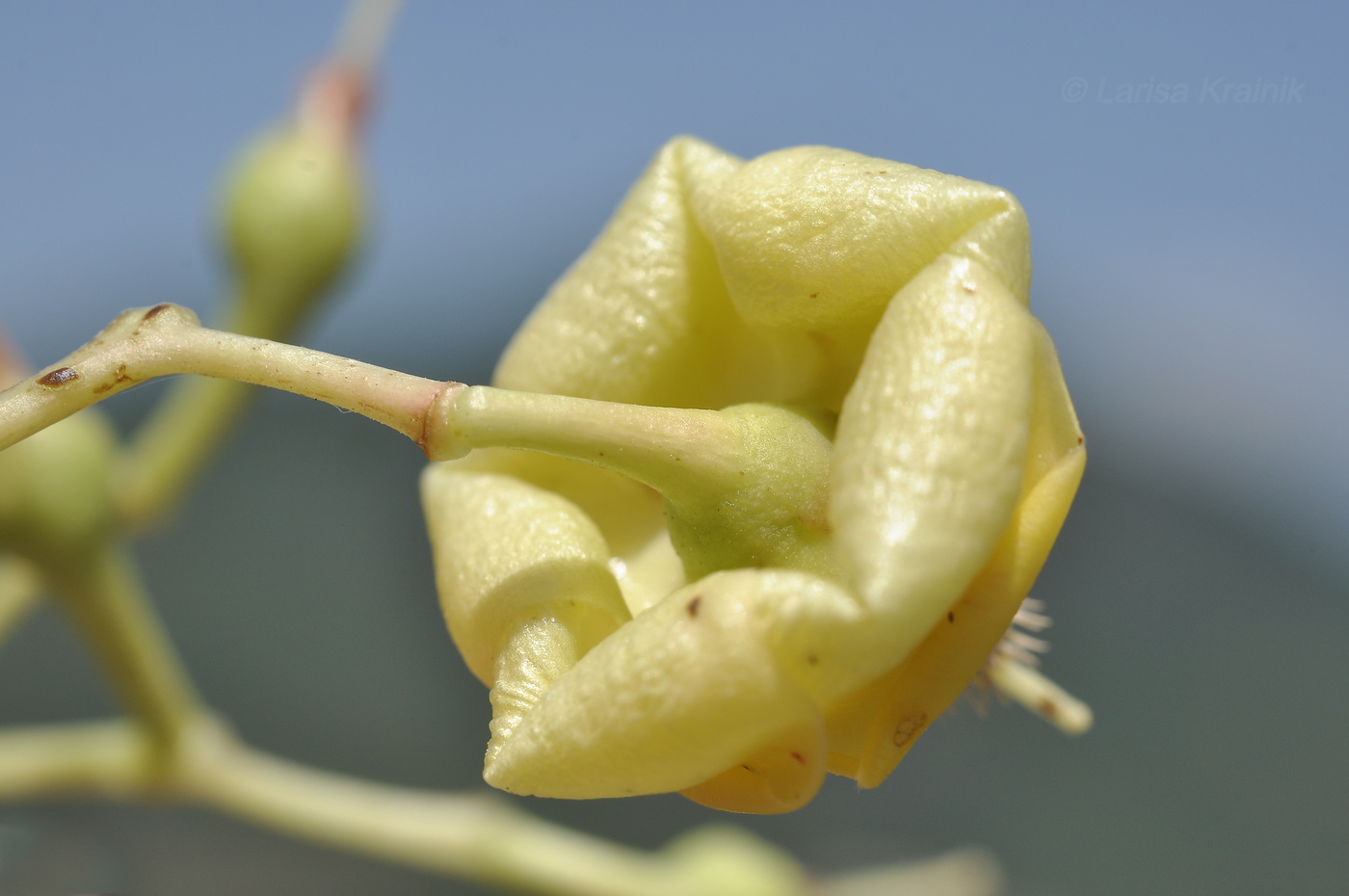 Image of Pentacme siamensis specimen.