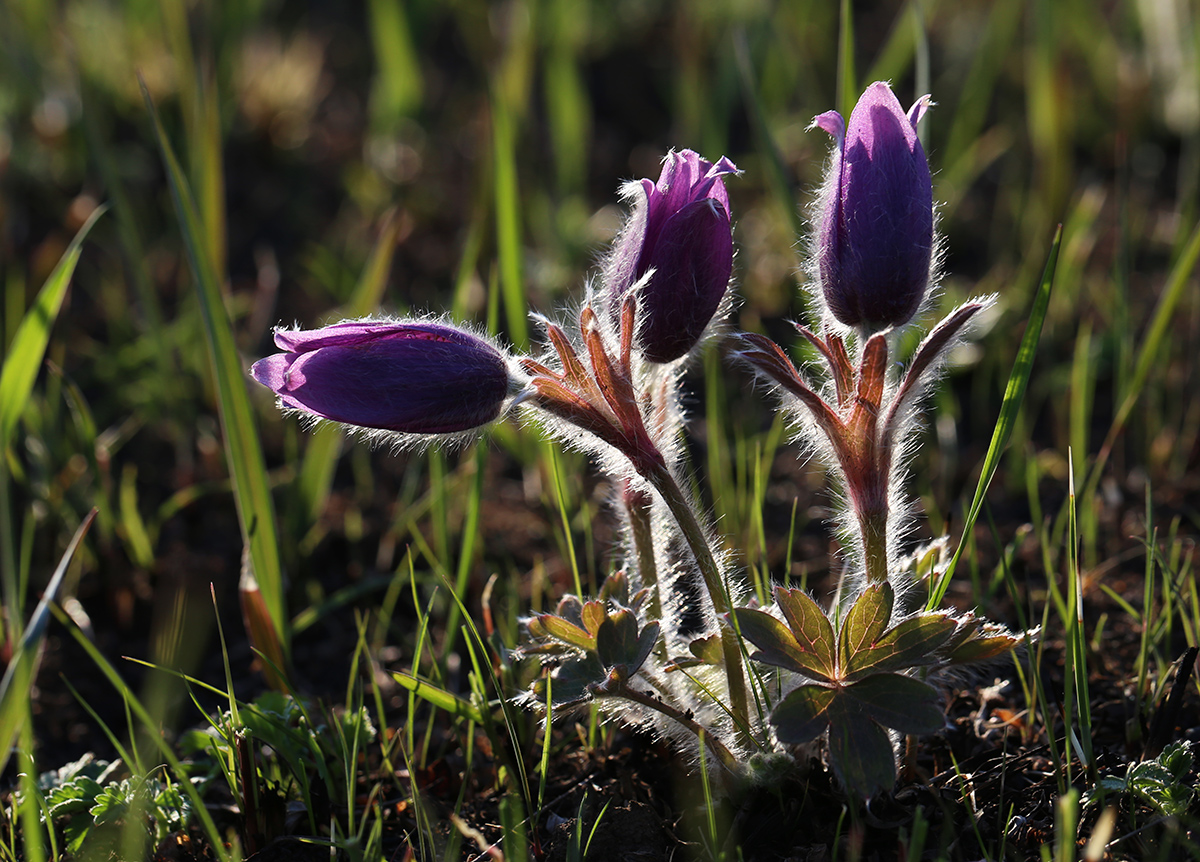 Изображение особи Pulsatilla chinensis.