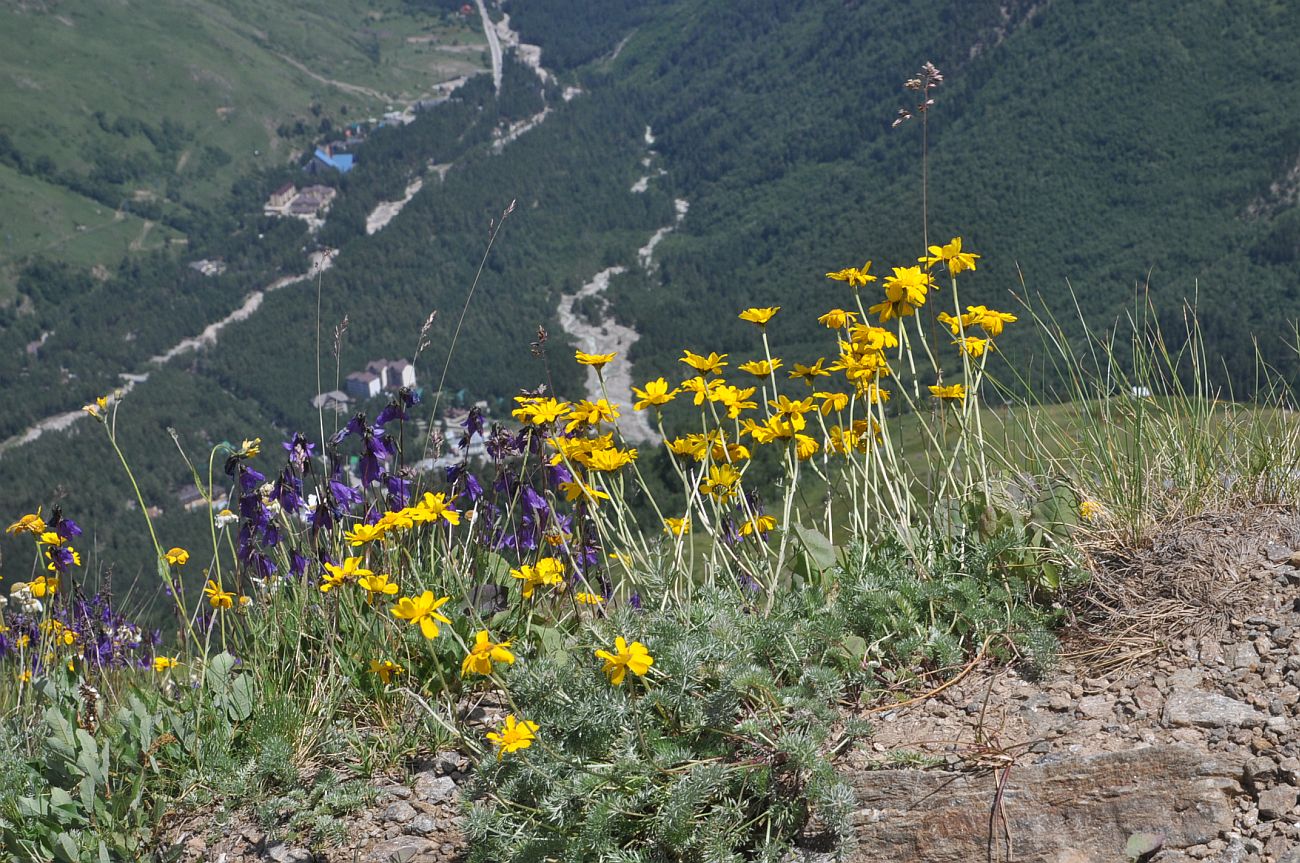 Image of genus Anthemis specimen.