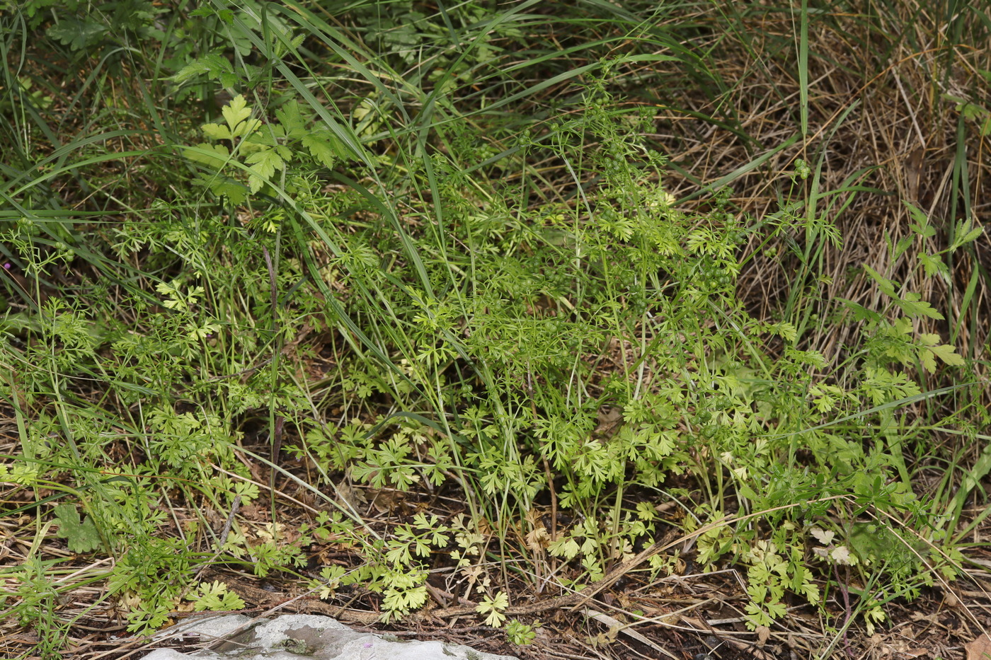 Изображение особи Bifora testiculata.