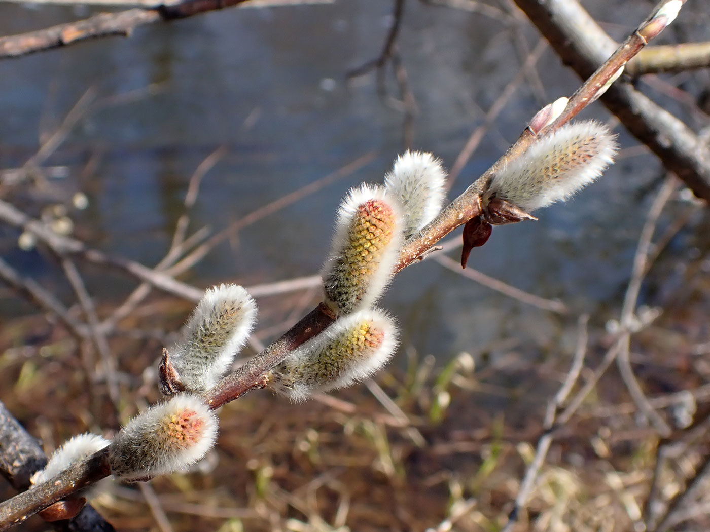 Image of Salix schwerinii specimen.